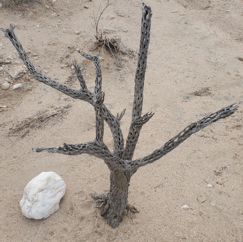 Organic Cholla Wood Decor